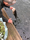 %_tempFileName8%20-%20Fish2017%